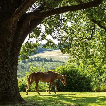 Lägenhet Molino Nuovo Castel San Pietro Terme